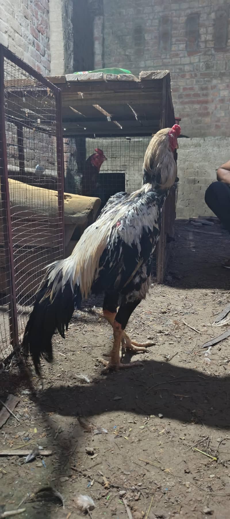 High Quality Bird 3