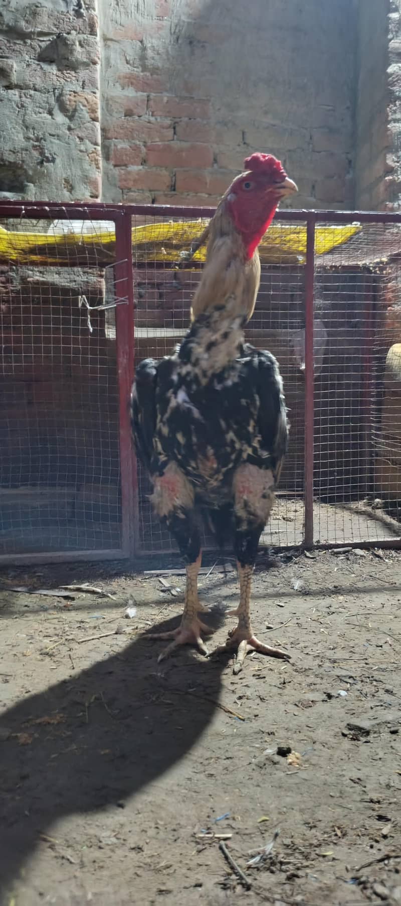 High Quality Bird 4
