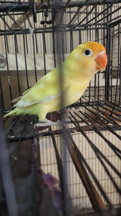 Love Birds for Sale