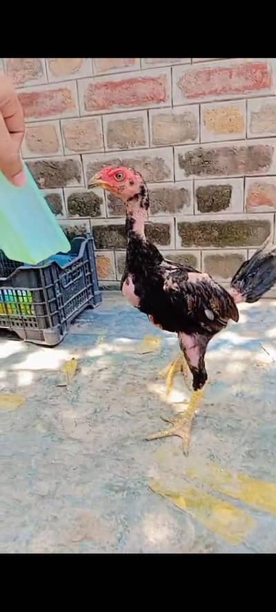hint male females and penas pakoya chiks for sale