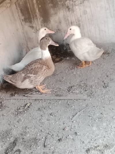 I have 3 ducks fully healthy