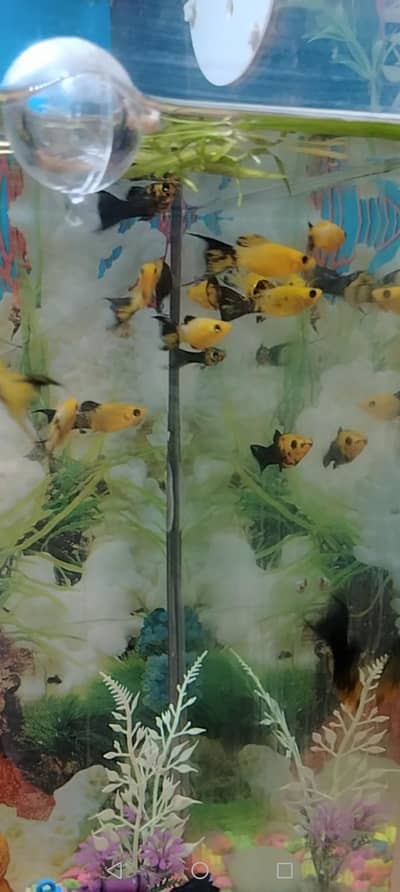 fancy guppy fish and Molly fish available.