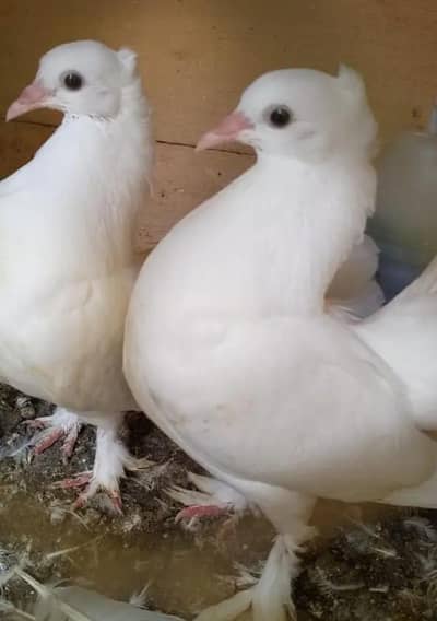lucky pigeon pathay