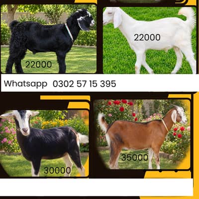 Tapra goat