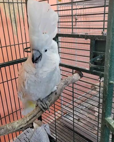 Umbeerlla cockatoo parrot 03054232248