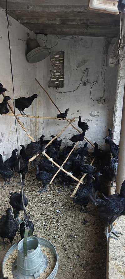 ayam cemani chicks for sell quality a+03134223143 number