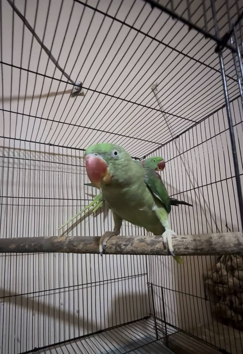 Raw parrot 0