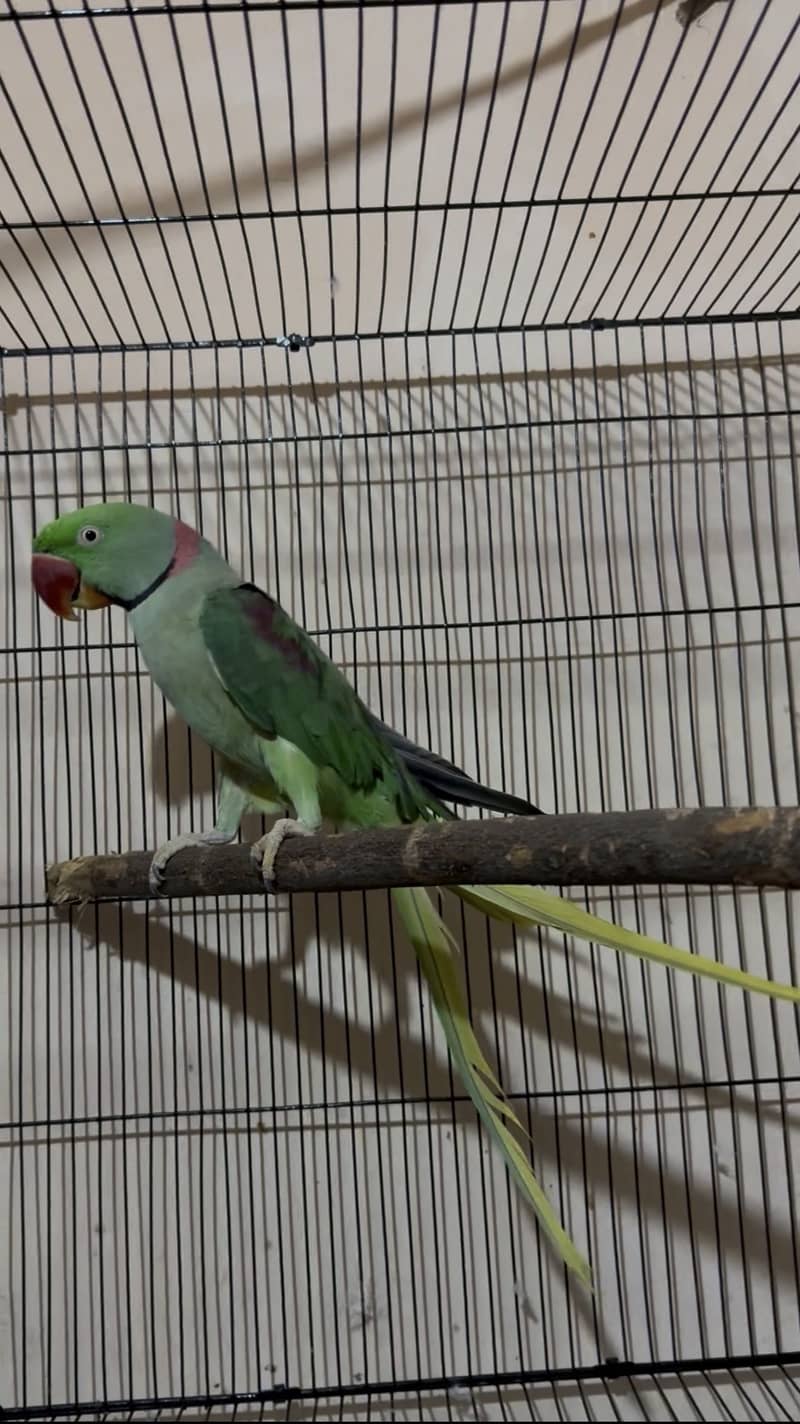 Raw parrot 1