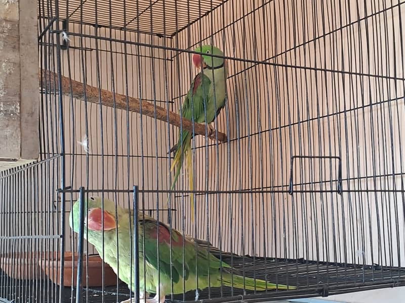 Raw parrot 2