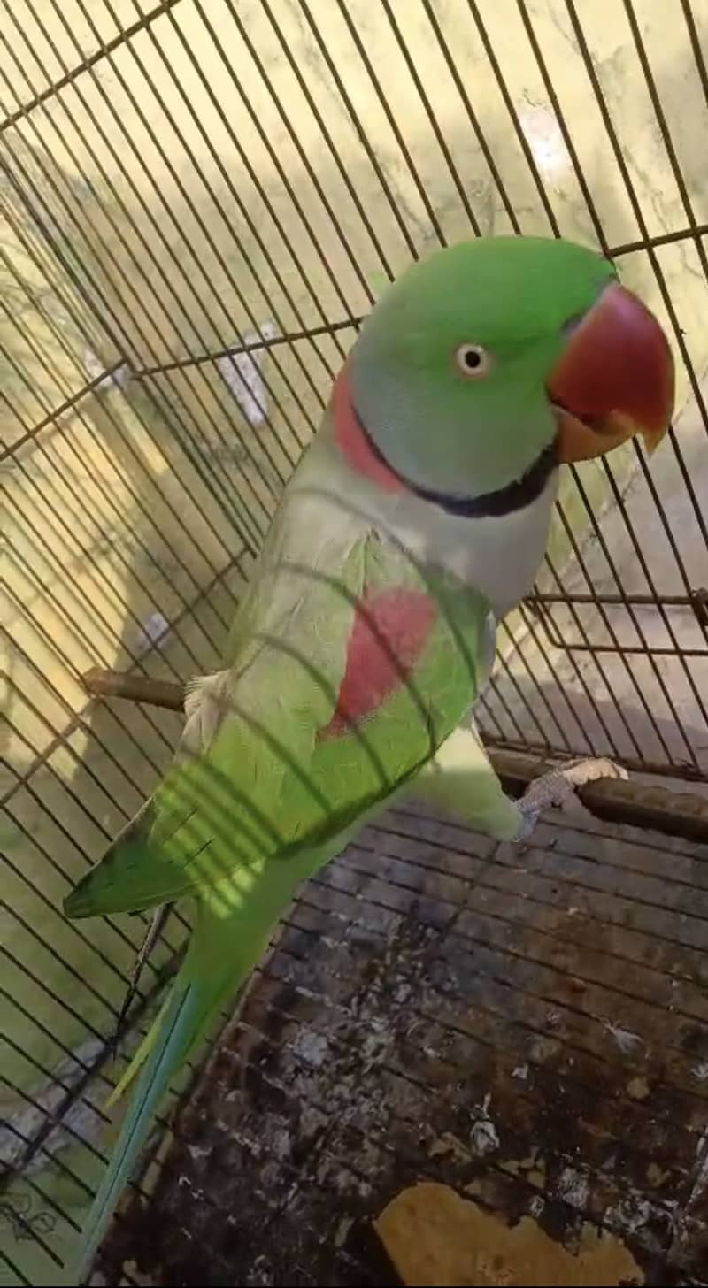 Raw parrot 3