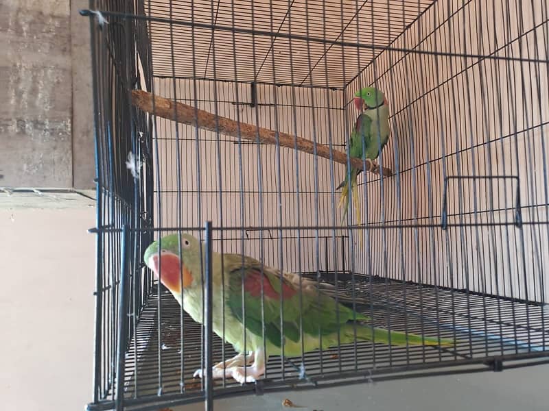 Raw parrot 4