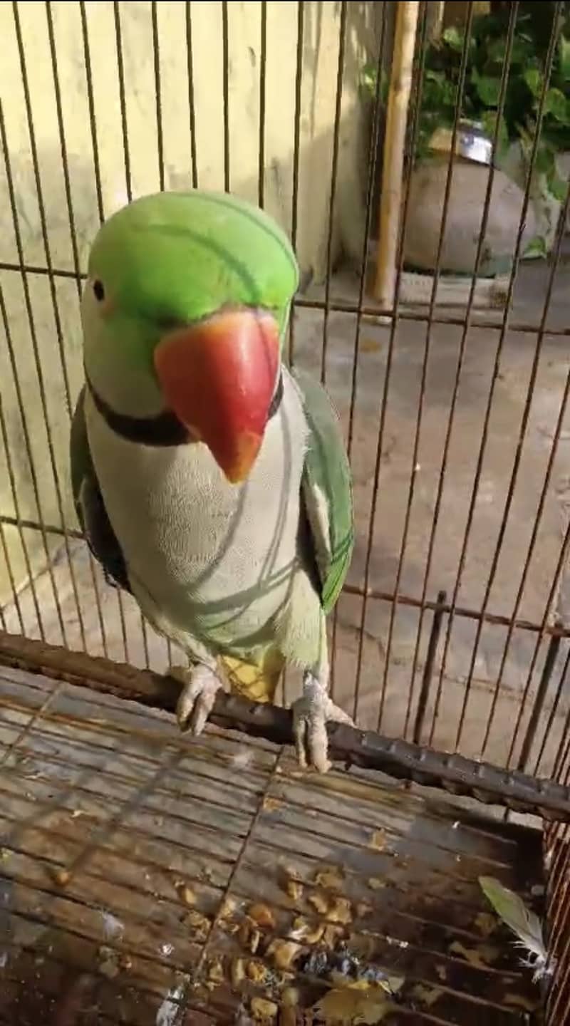 Raw parrot 5