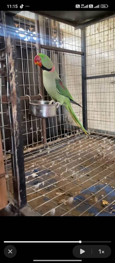 Kashmir ra parrot