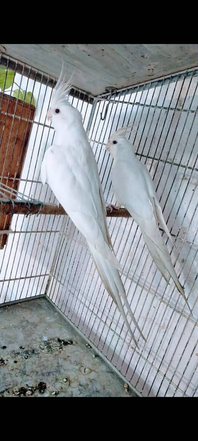 Eno red eyes pair