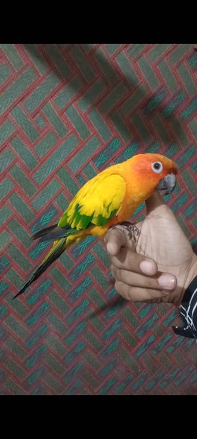 Sunconure | Red Moluccan Lory | Lovebirds | Blue Turquoise | Monk