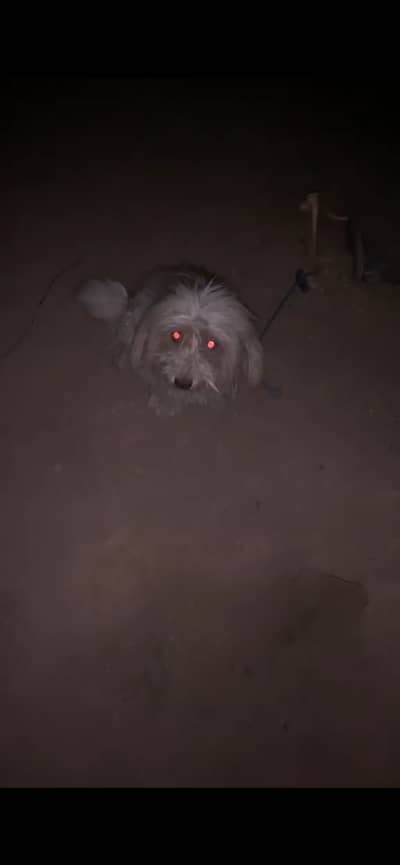 Shih tzu dog urgent sale