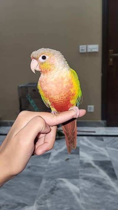 hand tame conour