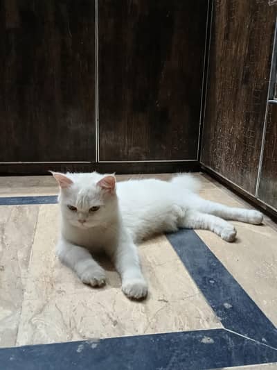 Persian Female Semi Punch