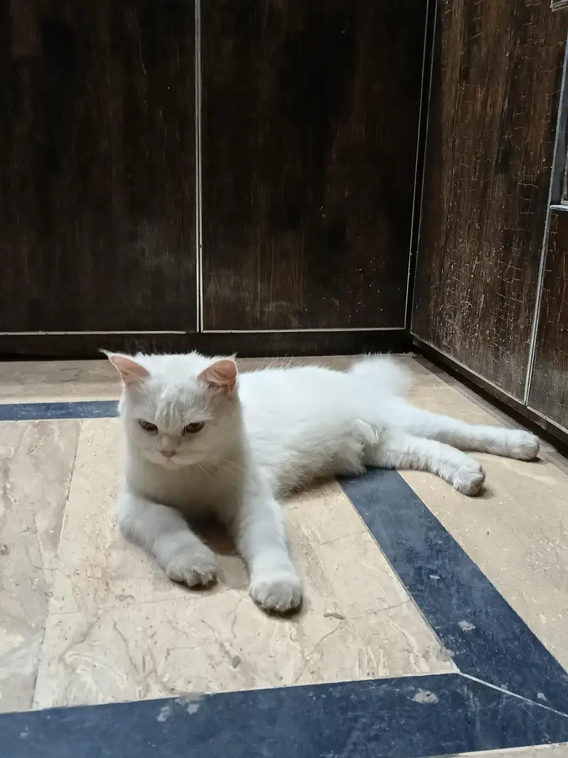 Persian Female Semi Punch