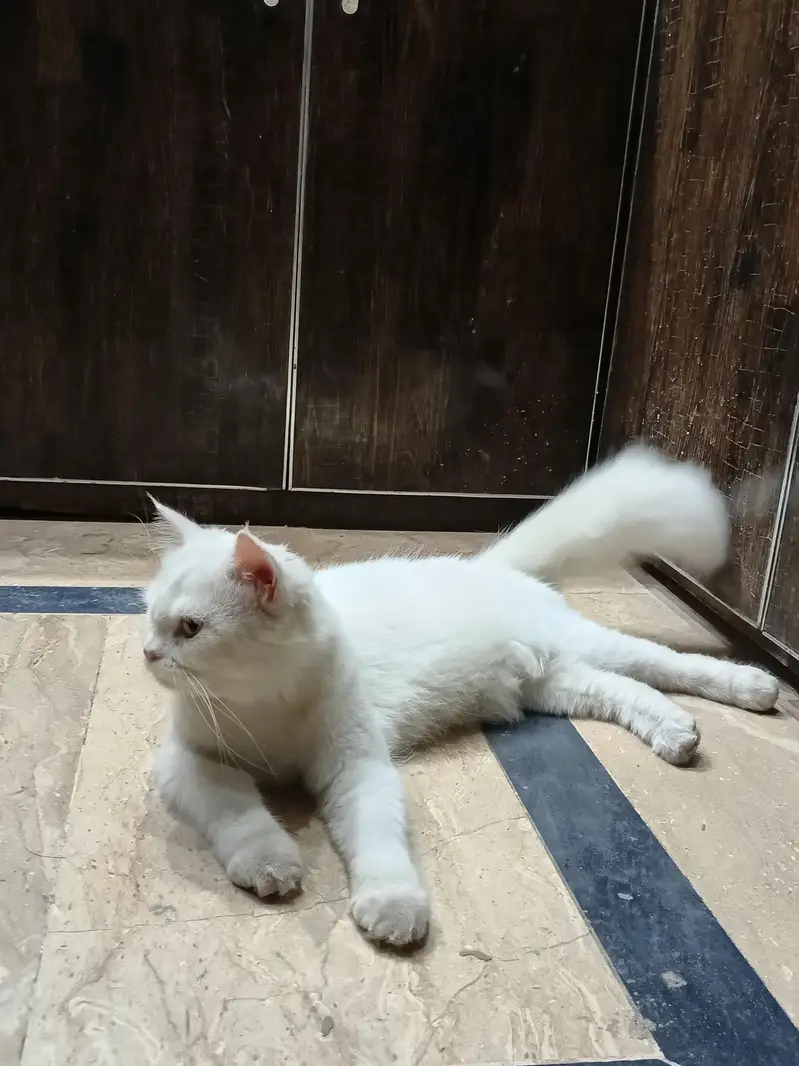 Persian Female Semi Punch — photo 2