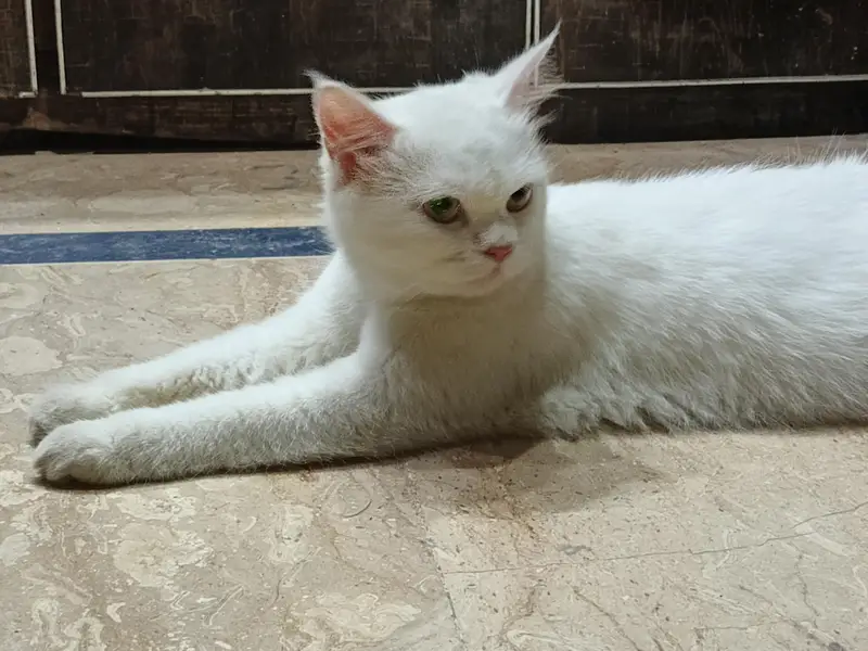 Persian Female Semi Punch — photo 3