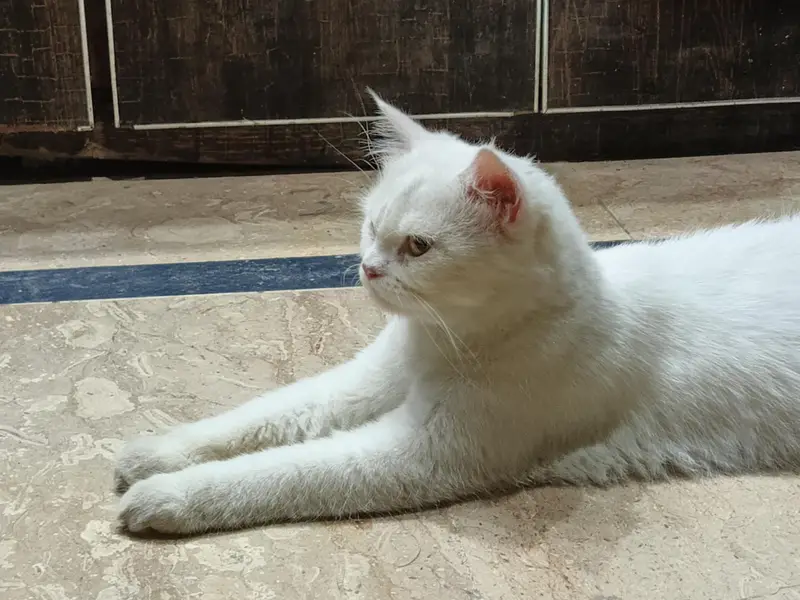 Persian Female Semi Punch — photo 4