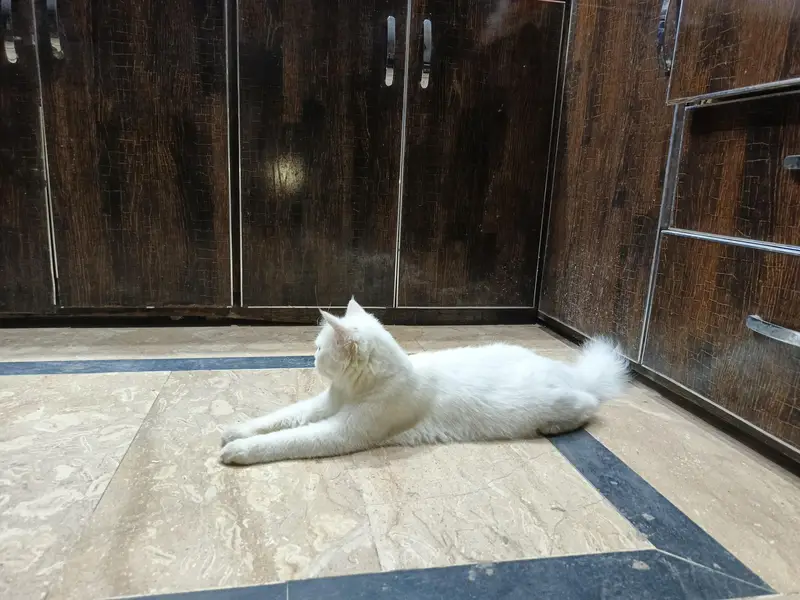 Persian Female Semi Punch — photo 5