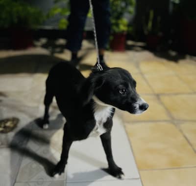 Russian Dog In black Colour