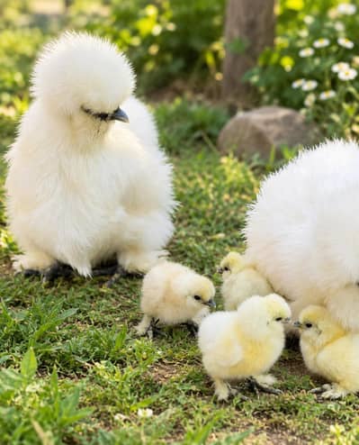 Top Quality White and Grey Silky Chicks Available