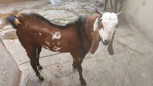 undo bakra for sale