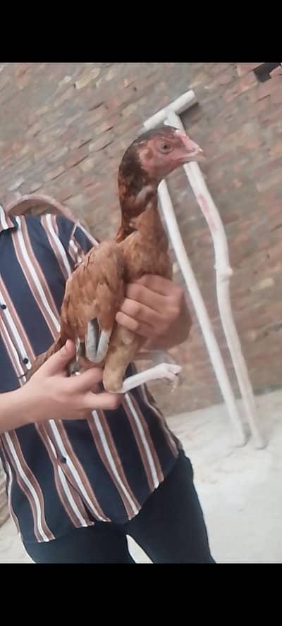 bacho wali murgi for sale hai black muskha ke do Bache Hain
