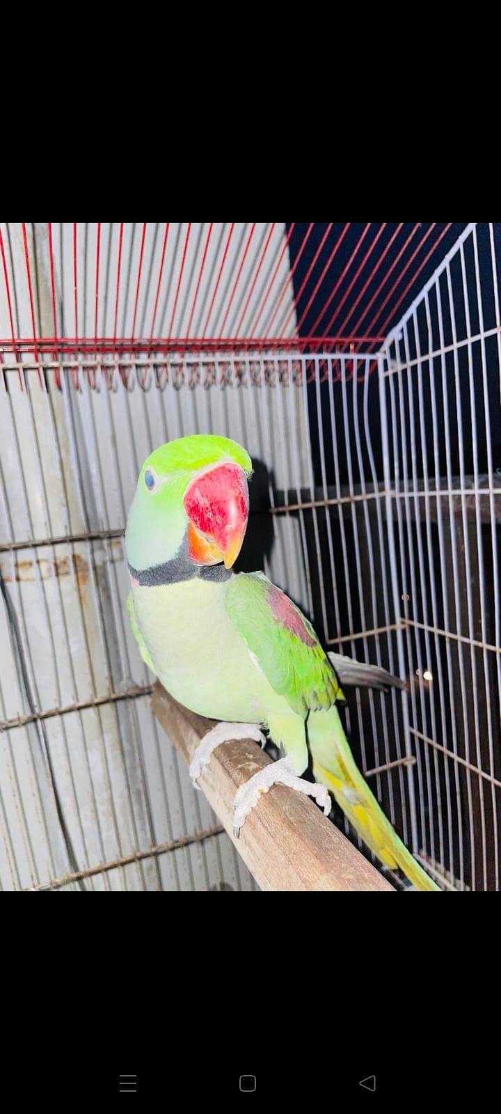 Raw parrot 0