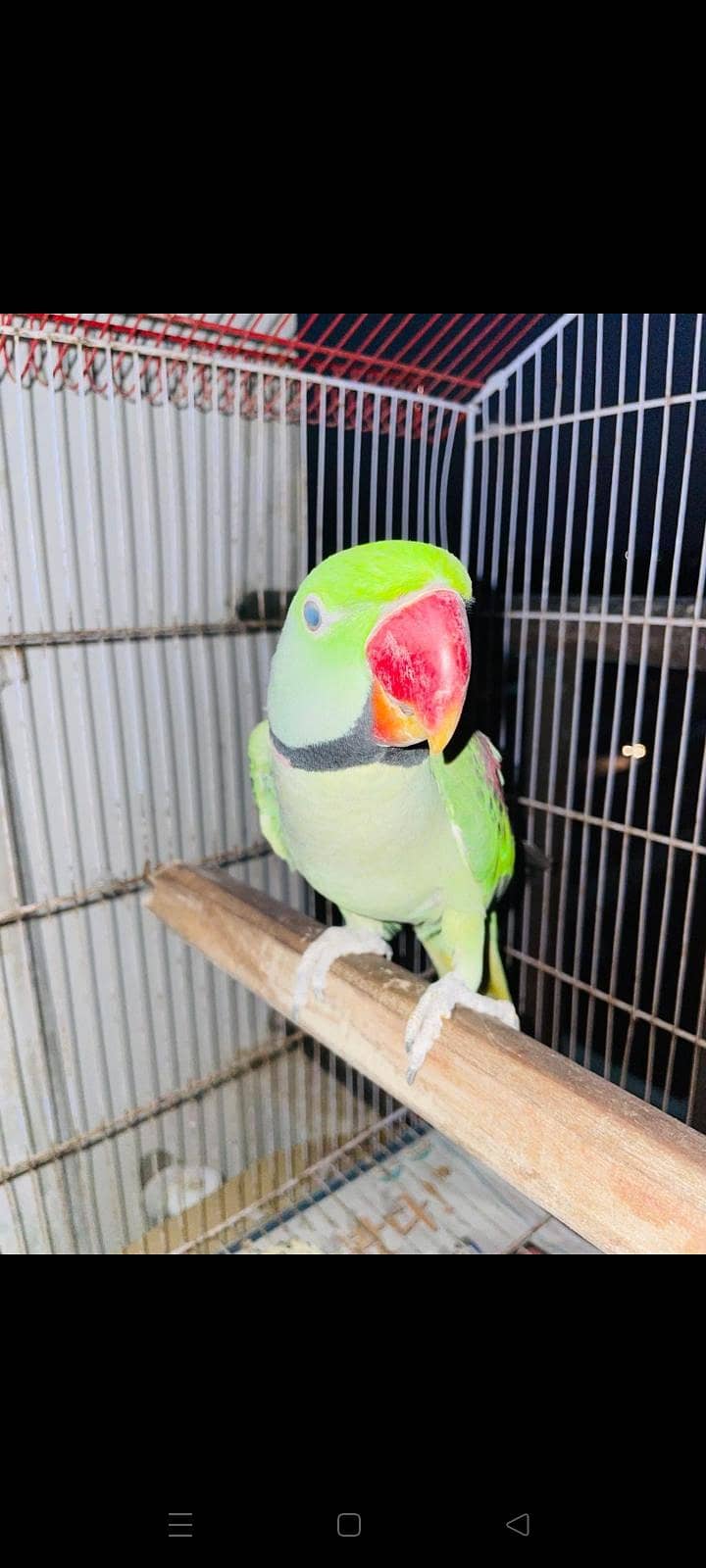 Raw parrot 1