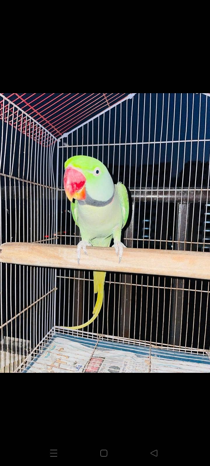 Raw parrot 2