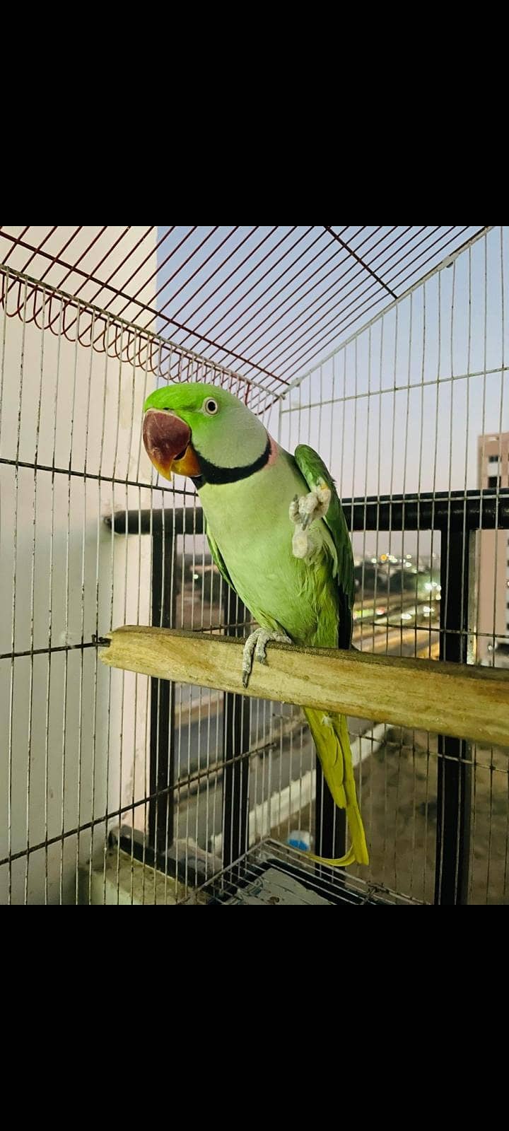 Raw parrot 3