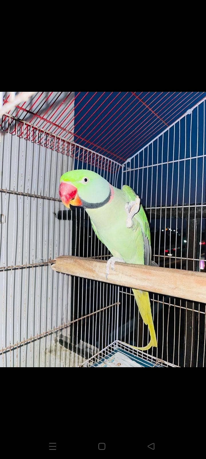 Raw parrot 4