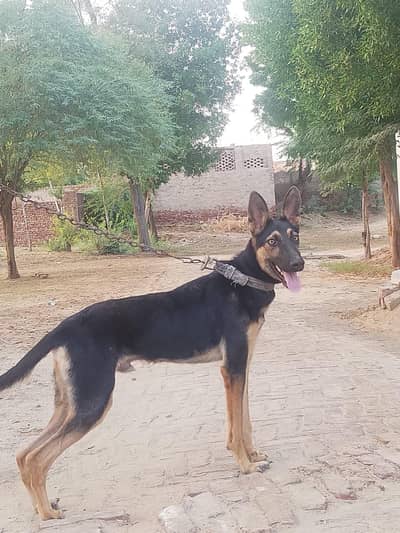German Shepherd Cross Dog