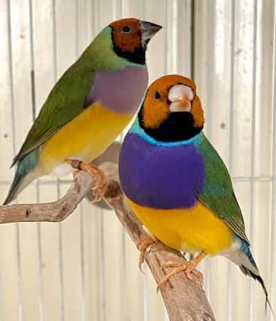 goldian finch pair