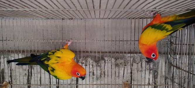 Ringnecks & Sun conure