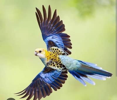 Austrilan breeder pair for sale on eggs