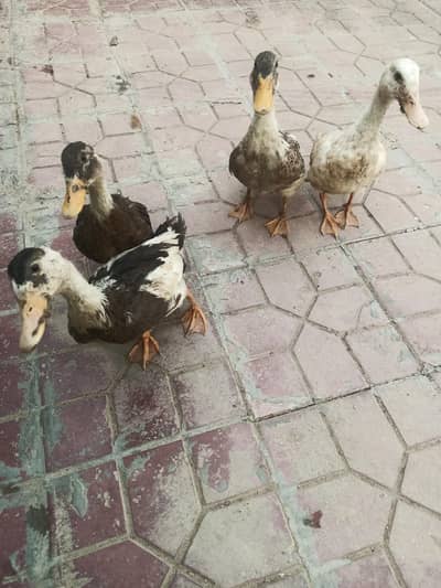 Ducks for sale