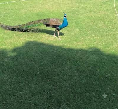 Indian blue shoulder bareedr male for sale
