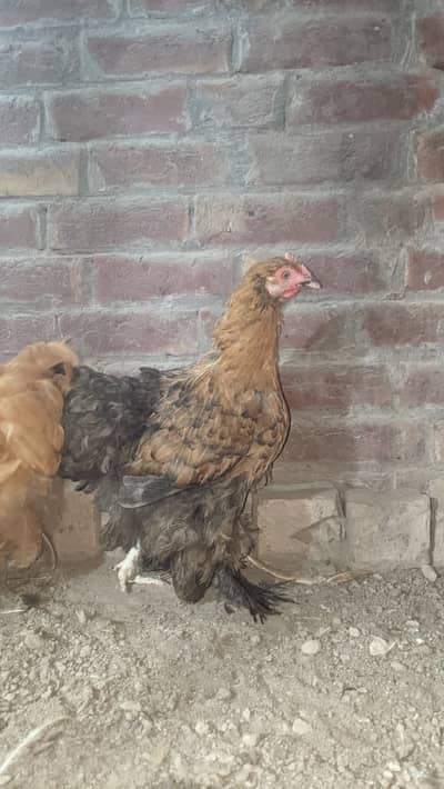 heavy golden buff healthy active bredder pair for sale