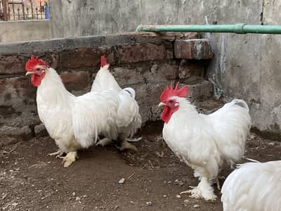 Bentum hens for sale