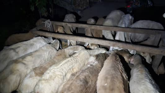 turkish sheep nasli bhairain