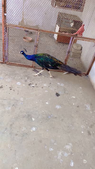 Beautiful breeder male available