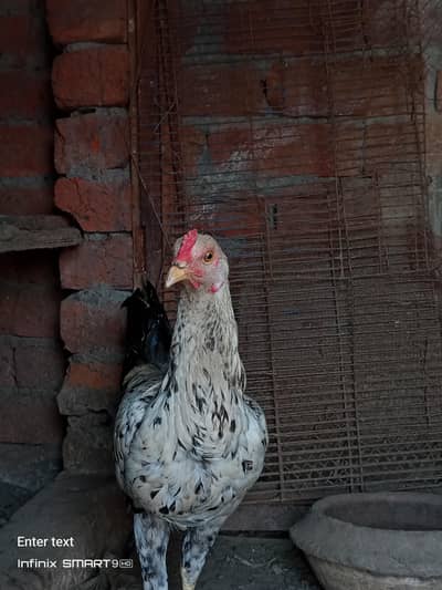 aseel female