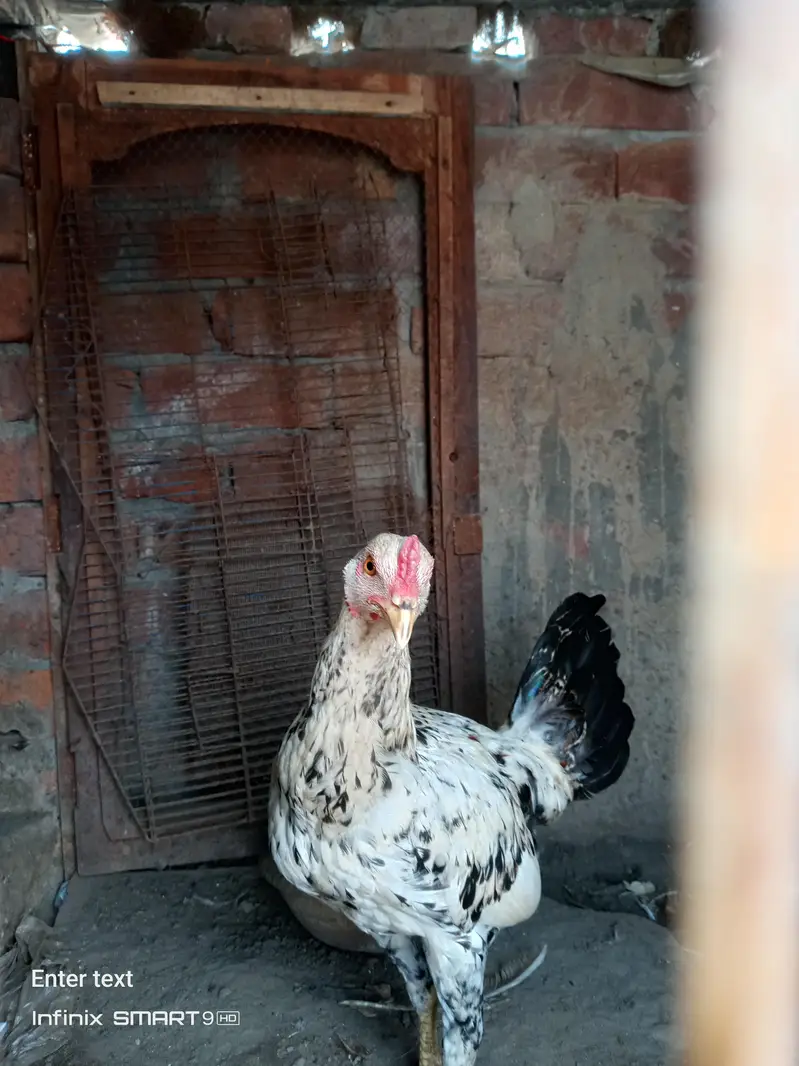 aseel female — photo 2