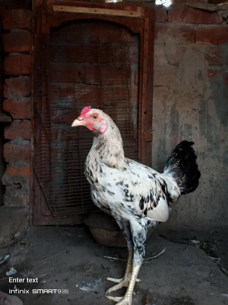 aseel female — photo 3