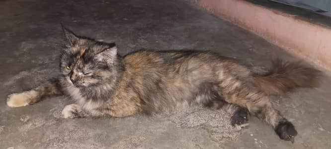 Persian cat 2nd coated sell malir karachi